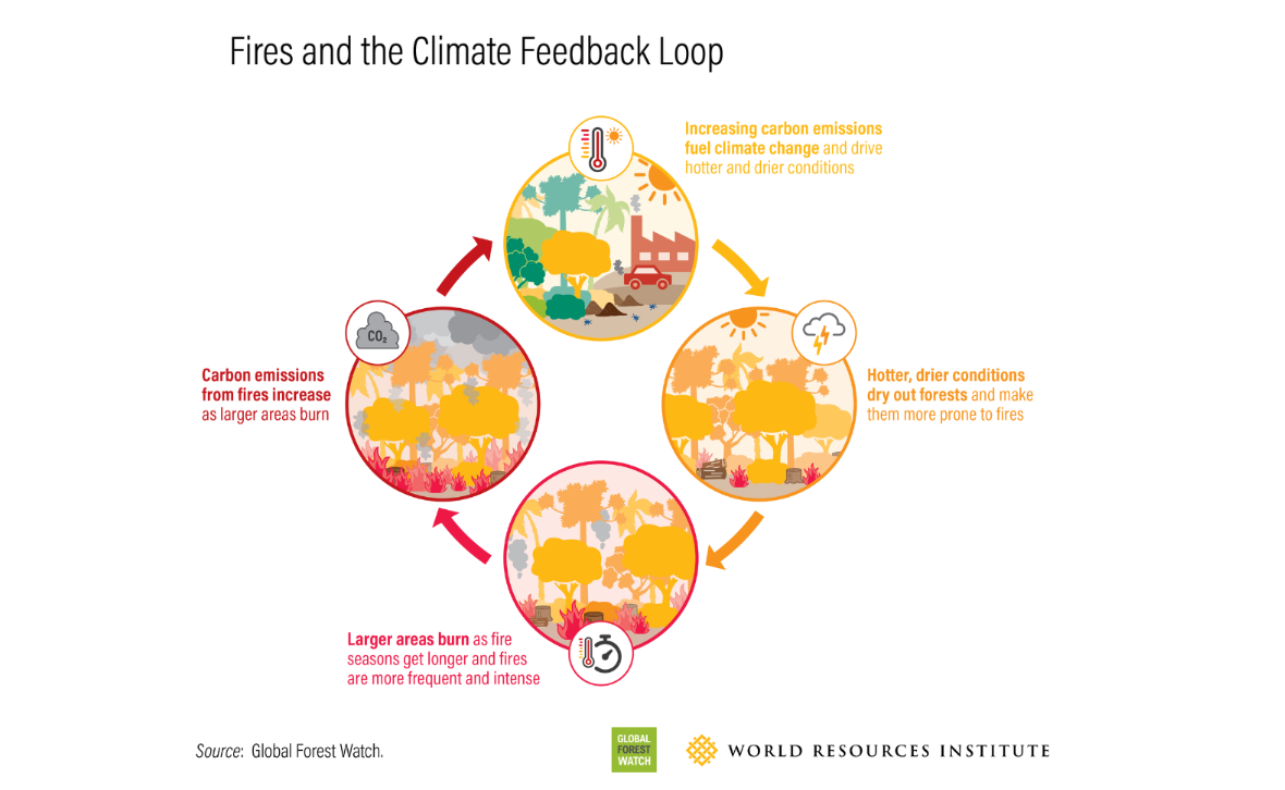 Fires and the climate feedback loop graphic