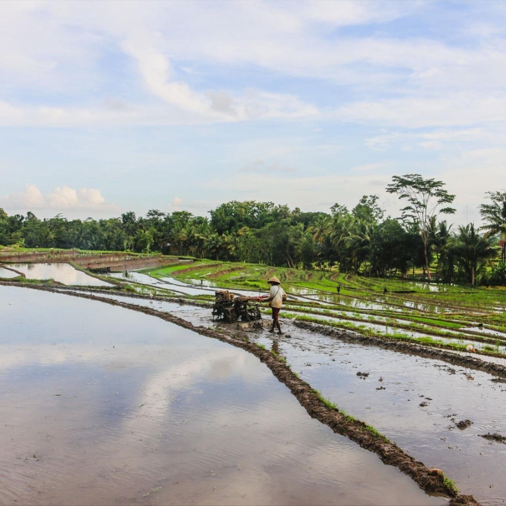 Farmer in a field