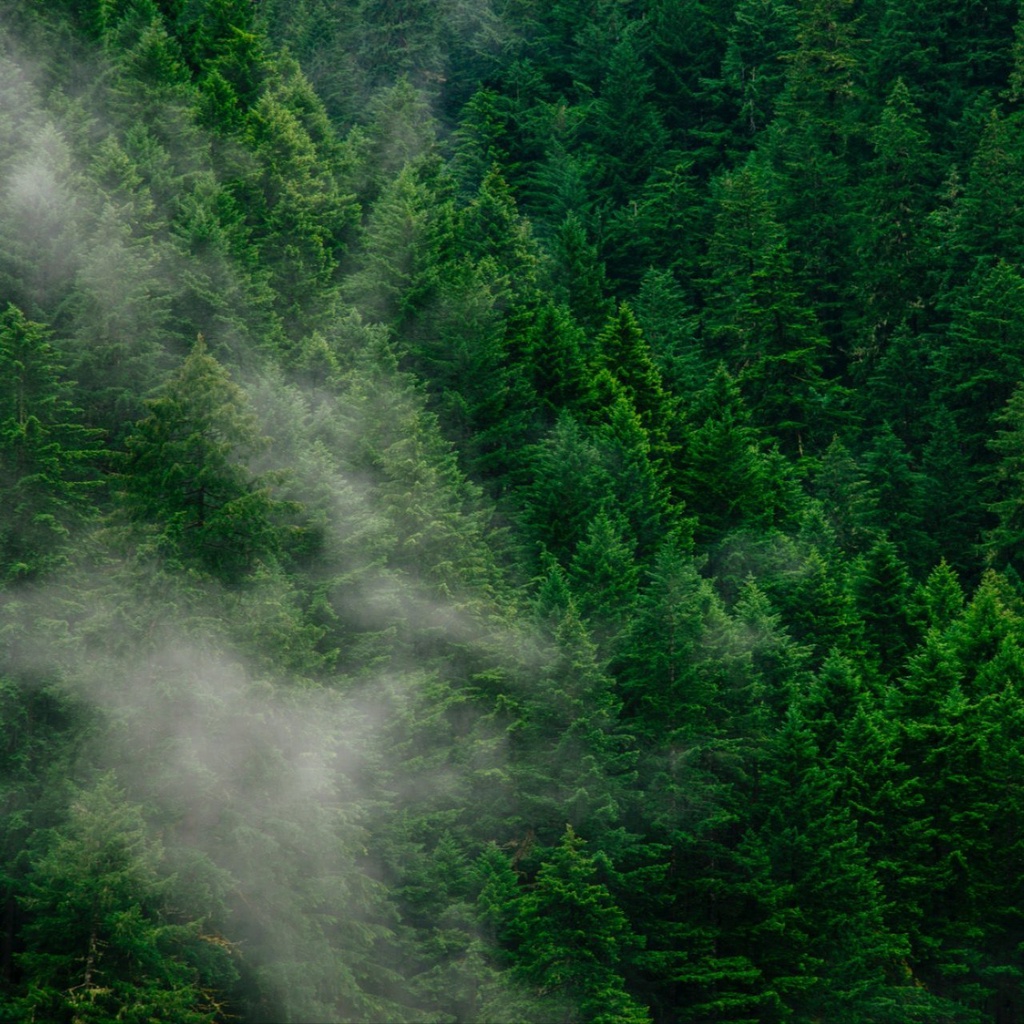 A forest