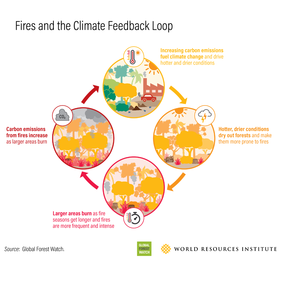 Fires and the Climate Feedback Loop