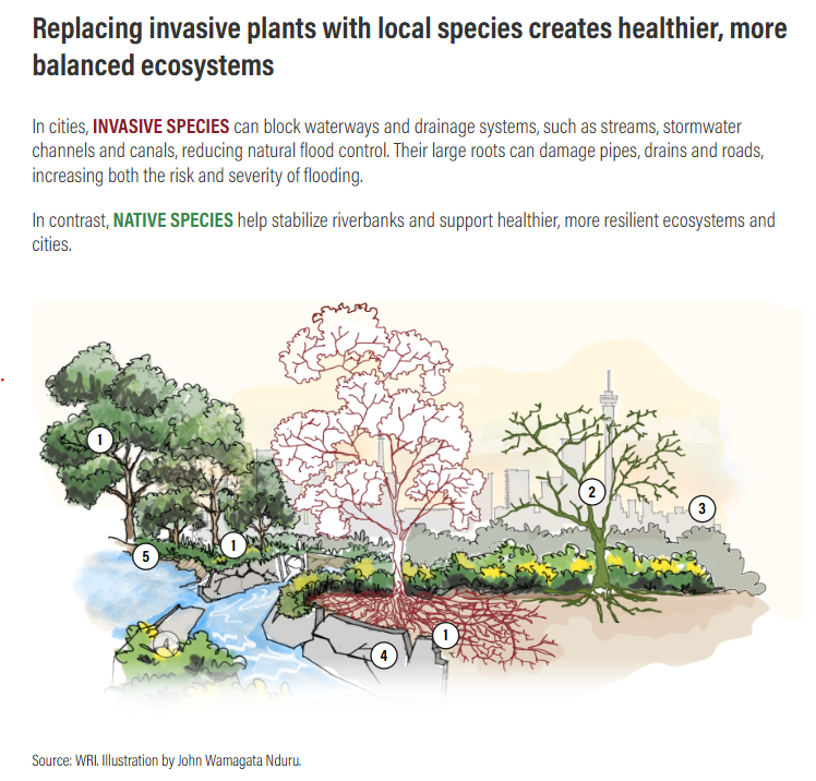 Invasive vs native species infographic