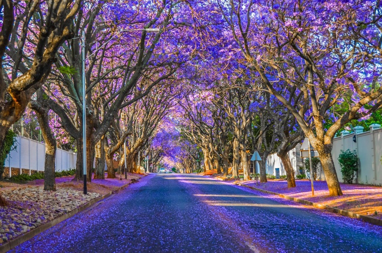 Purple trees